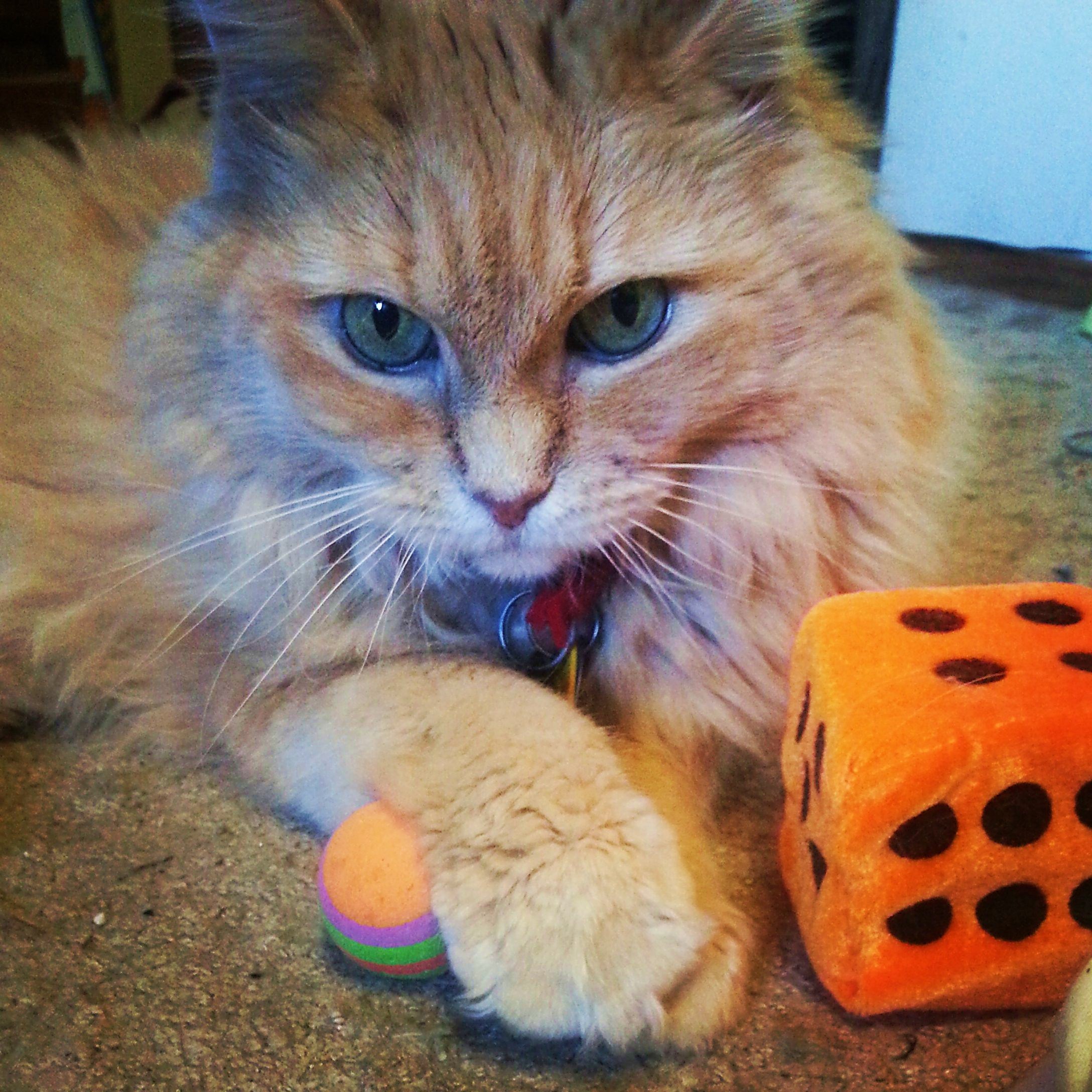 Marigold with ball nm