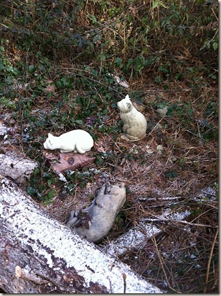 cat cemetery 2013