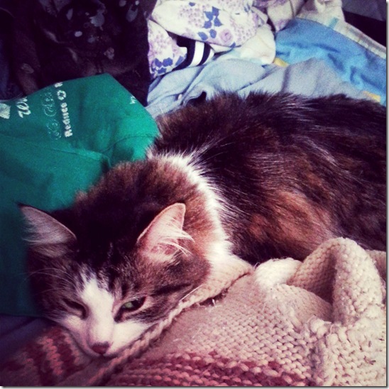 zeke laundry basket no meta