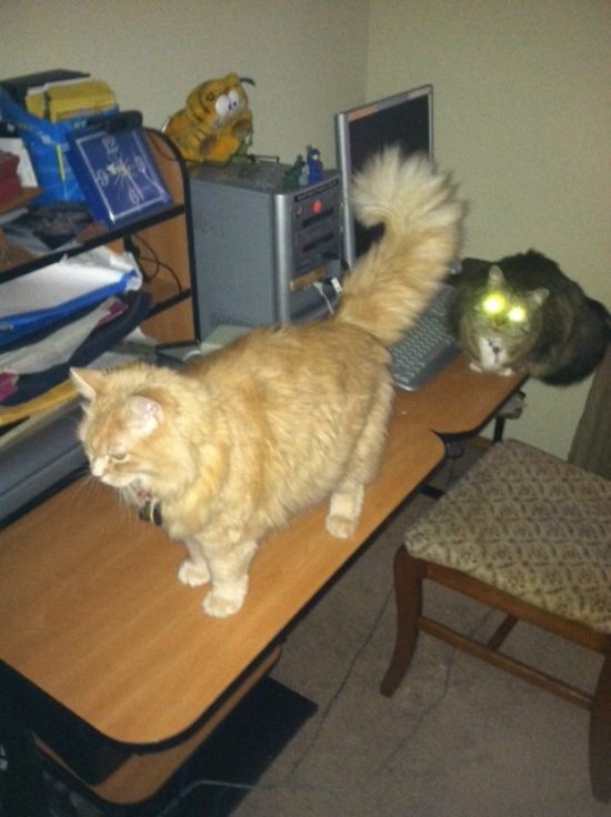 Marigold and opie on computer table