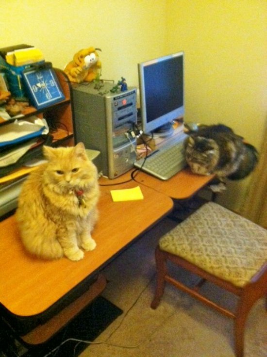 Marigold and opie on computer table