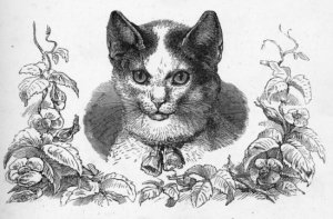 19th Century Cat Drawings_002 550