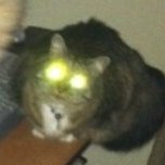 Marigold and opie on computer table