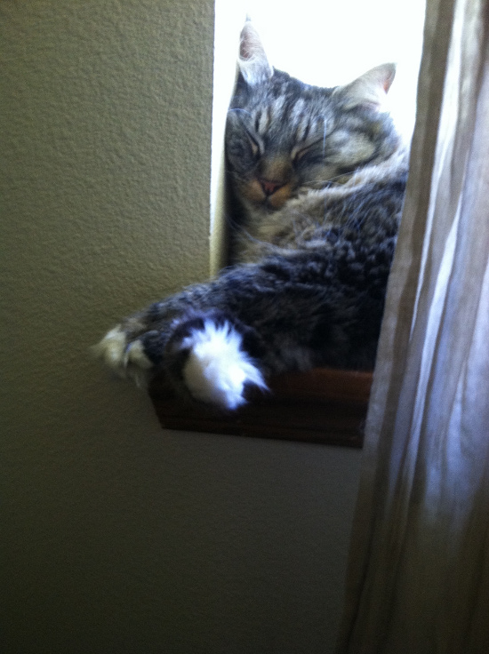 2014-07-28_Opieyawning2 550