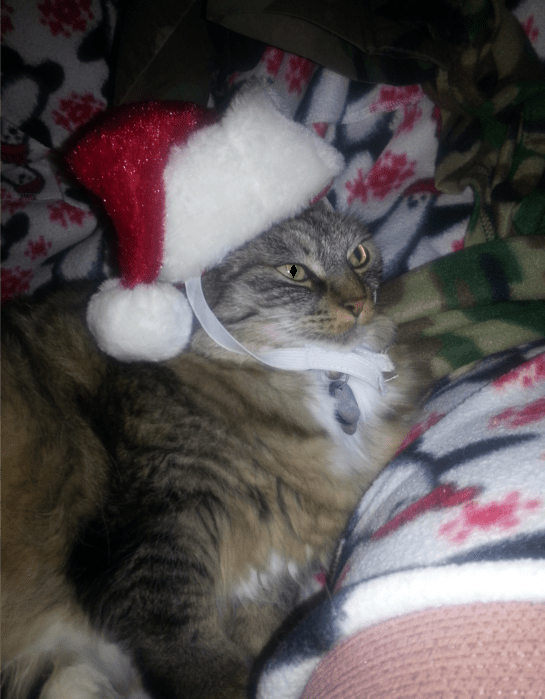 Opie elf 2014 550w eye fixed