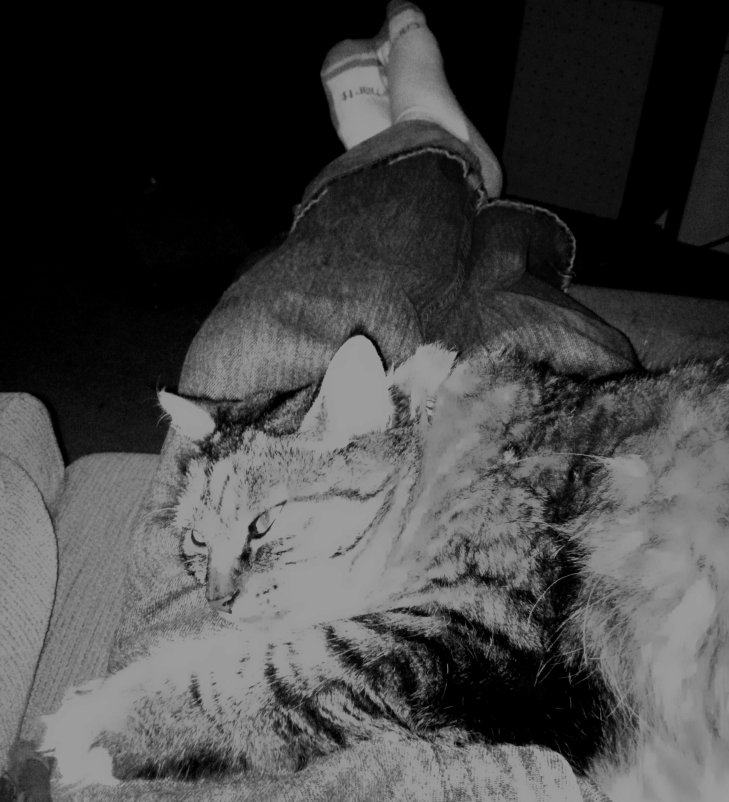 Opie lapcat BW ec