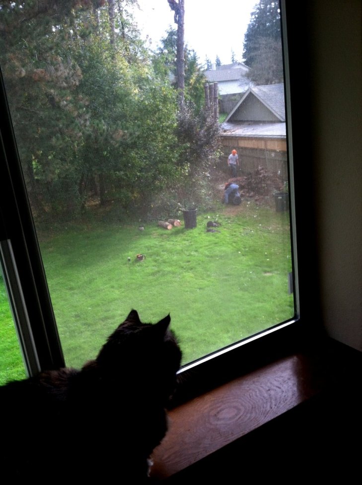 Opiein window tree e