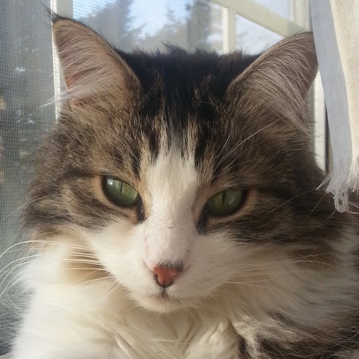 Zekepawonwindow Closeup c