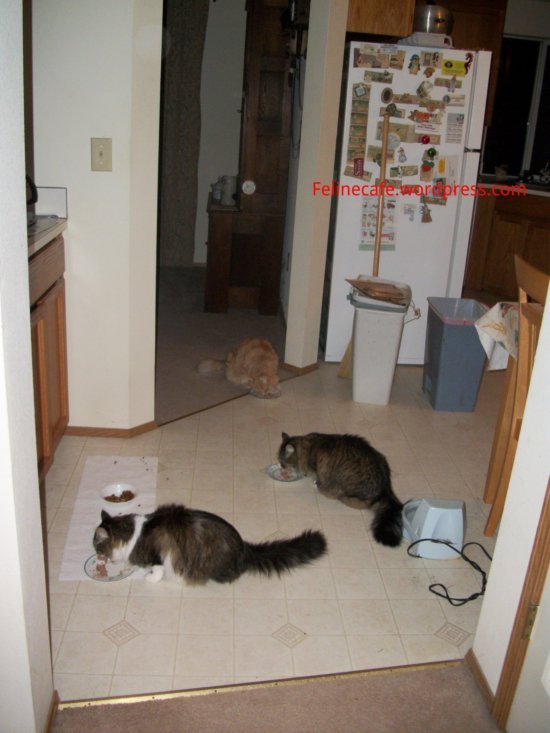 Spirit cat comes to breakfast