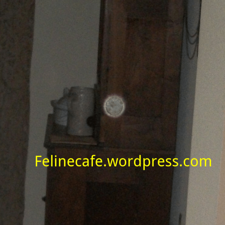 Spirit orb of a ghost cat