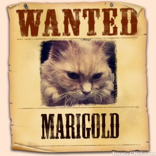 Marigold wanted poster