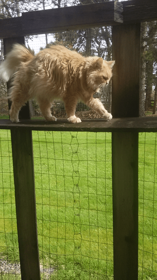 Marigold walking in catio