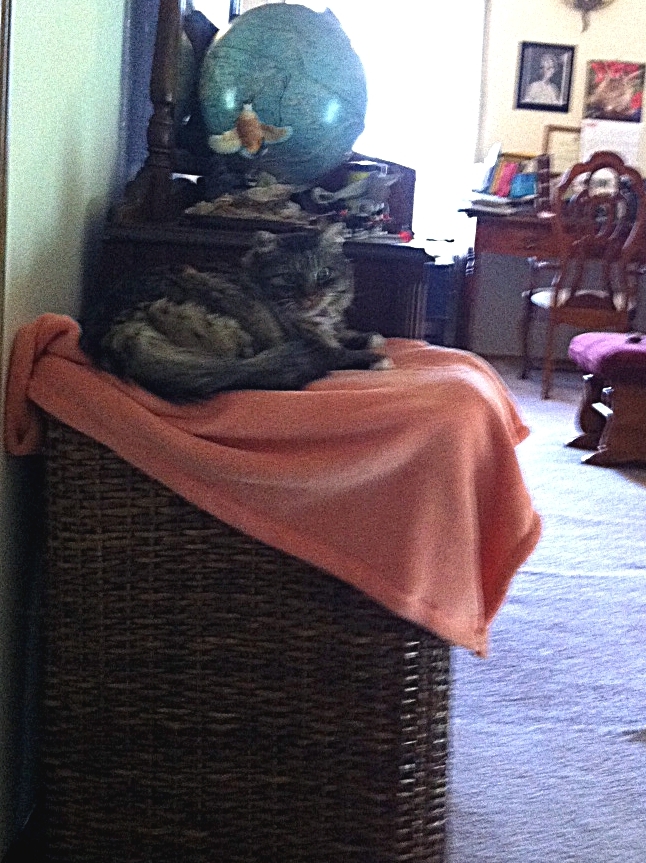cat on laundry basket