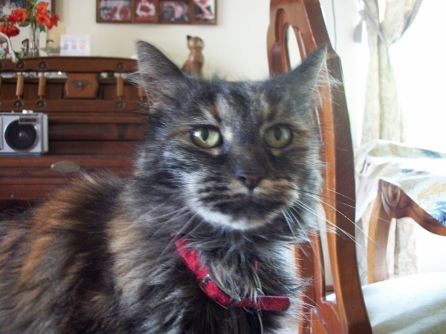cat