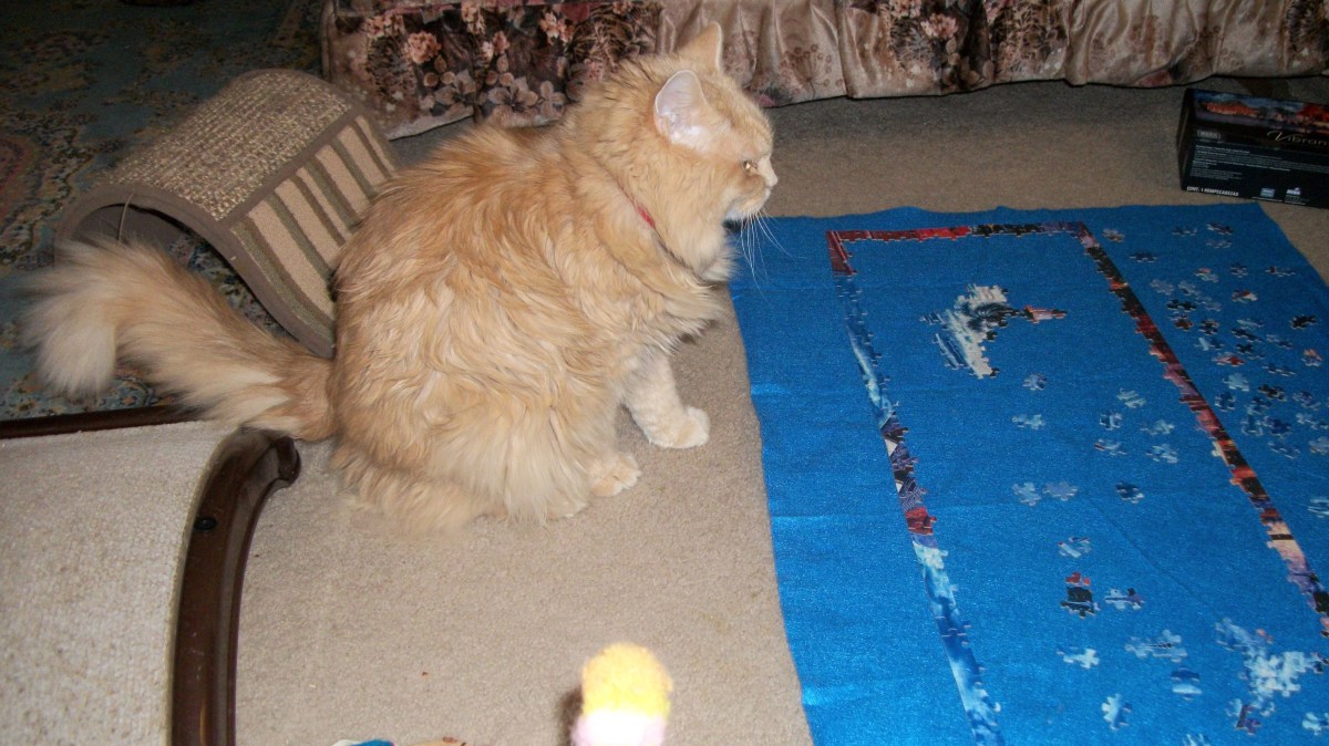 Marigold sitting on floor
