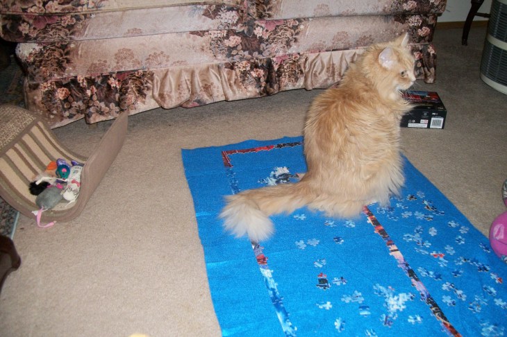 Marigold sitting on puzzle on floor