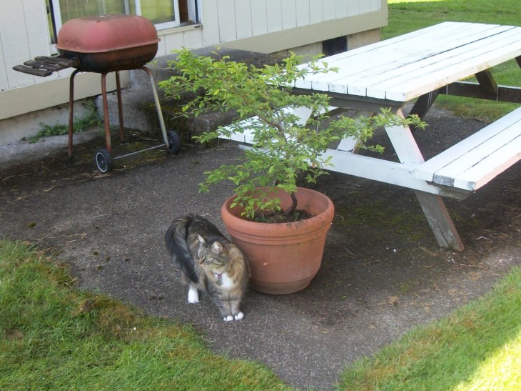 Opie the cat by picnic table