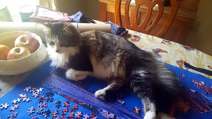Zeke sitting on puzzle