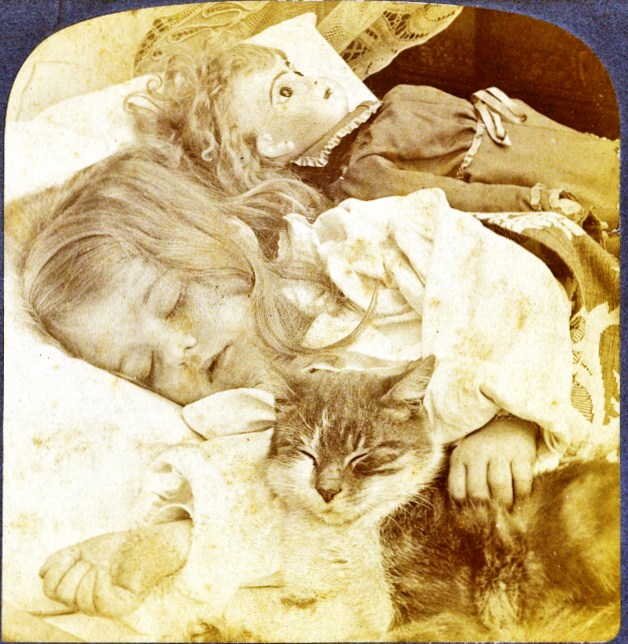 stereoview girl and cat