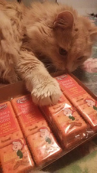 cat and crackers
