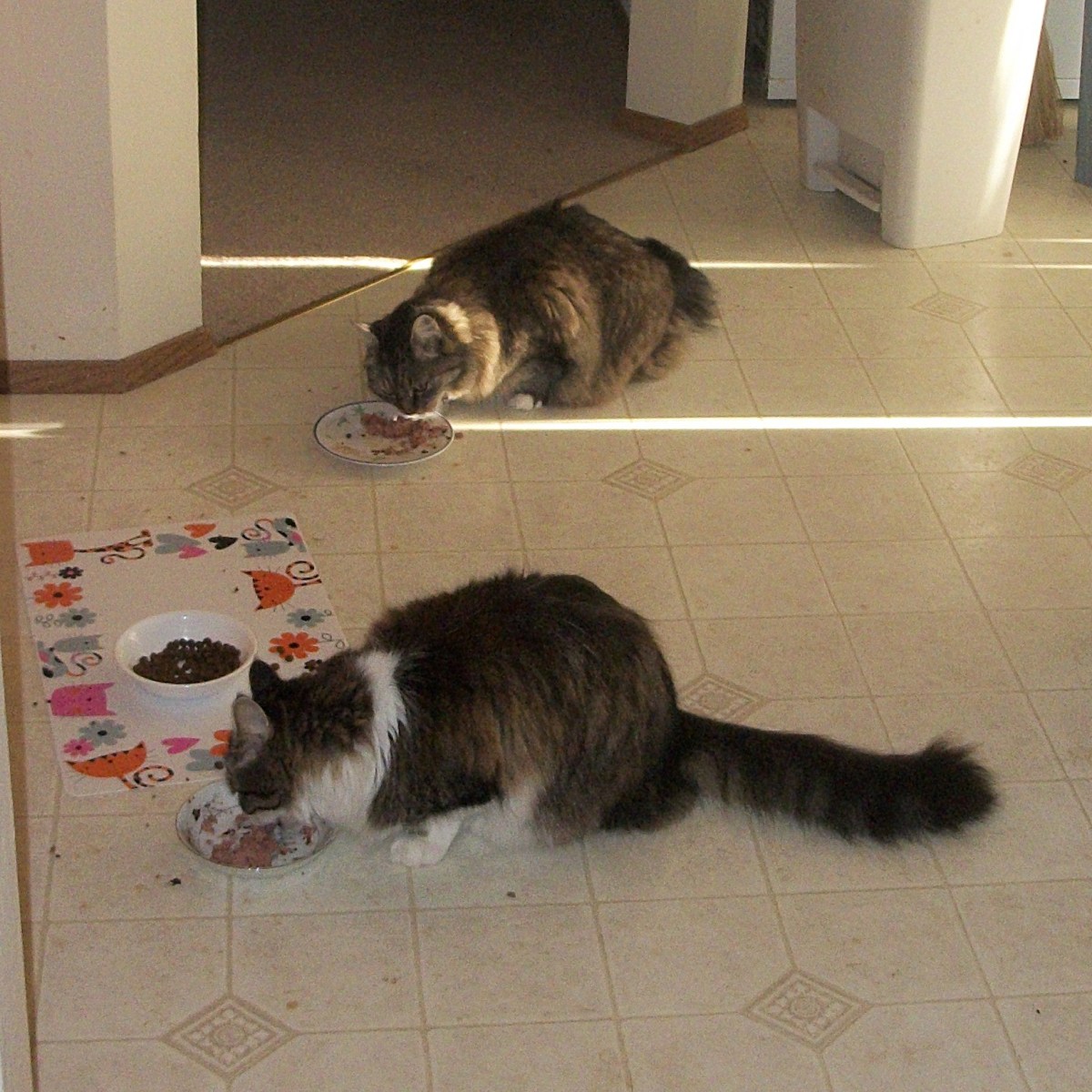 Zeke and Marigold eating