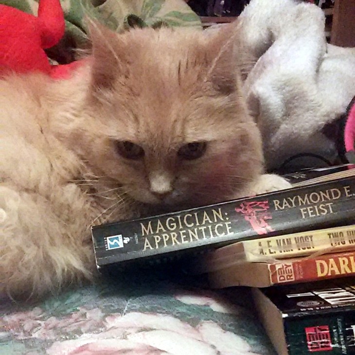 cat and books
