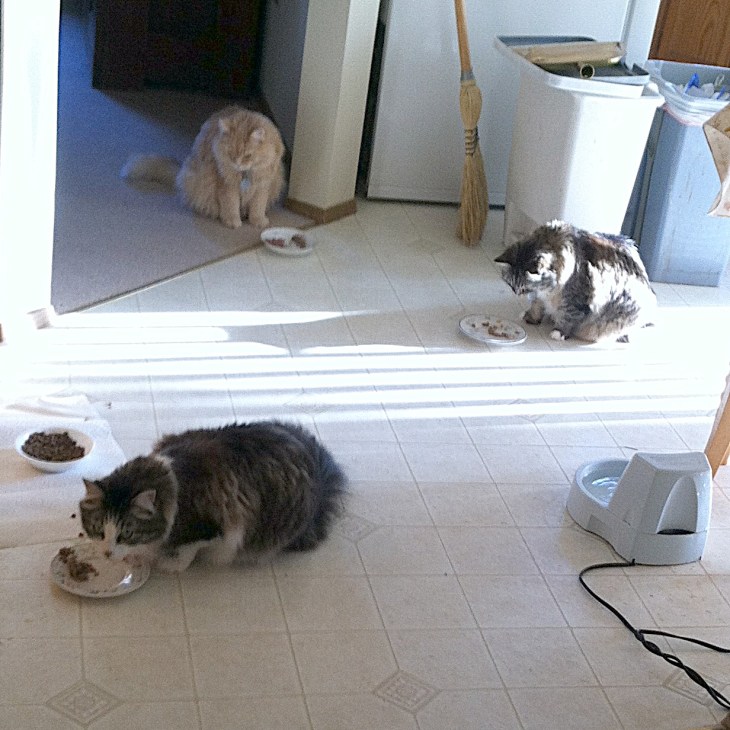 cats eating breakfast