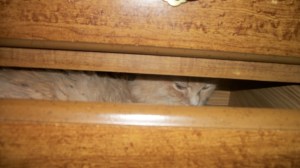 Marigold in drawer
