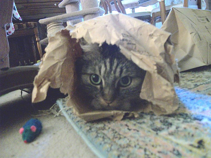 Opie in bag