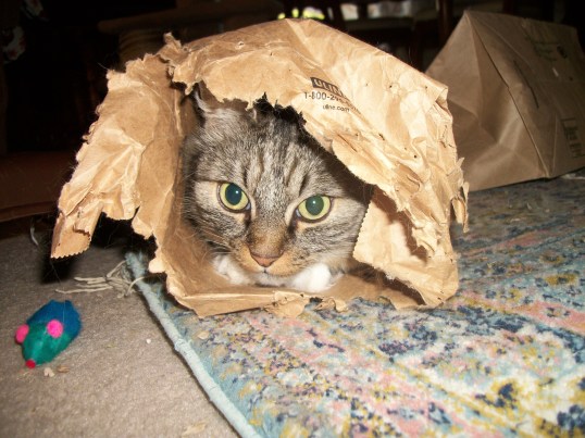 Opie in bag