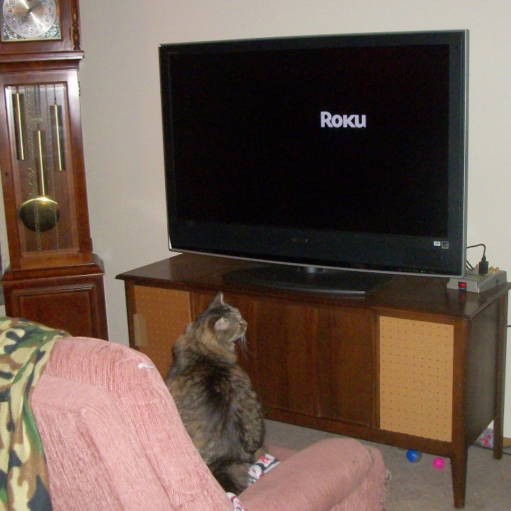 cat and tv