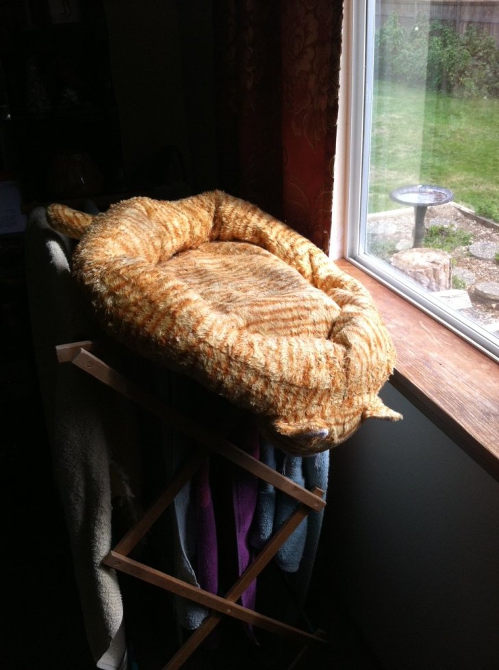 cat bed drying