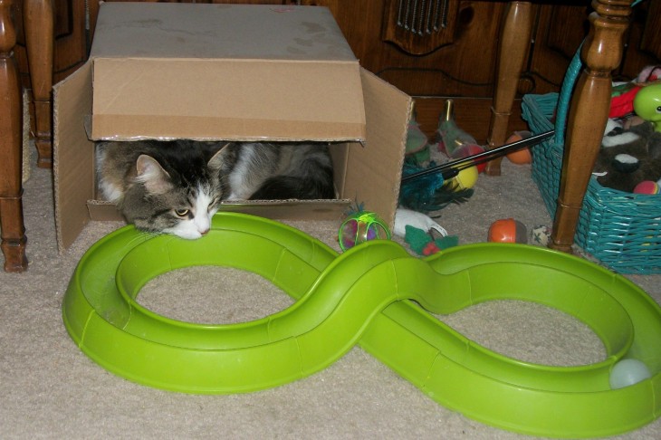 cat and turbo track