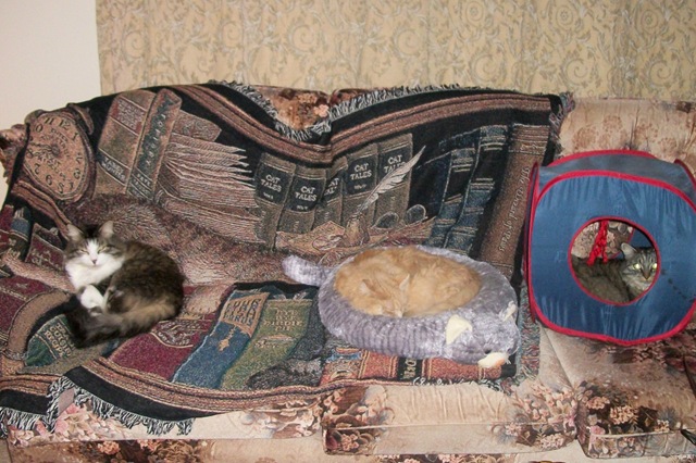 3 cats on sofa