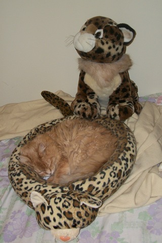 cat asleep by cheetah stuffed