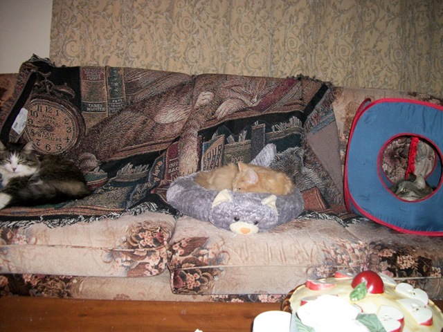 3 cats on sofa