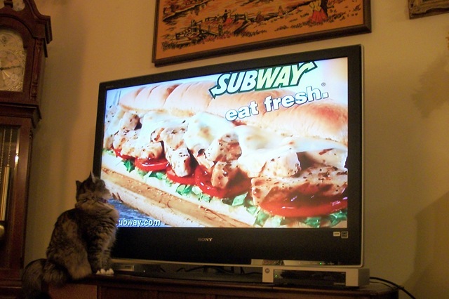 cat viewing Subway sandwich