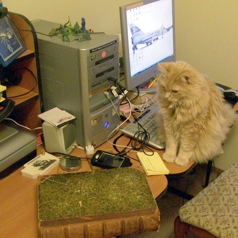 cat on computer desk