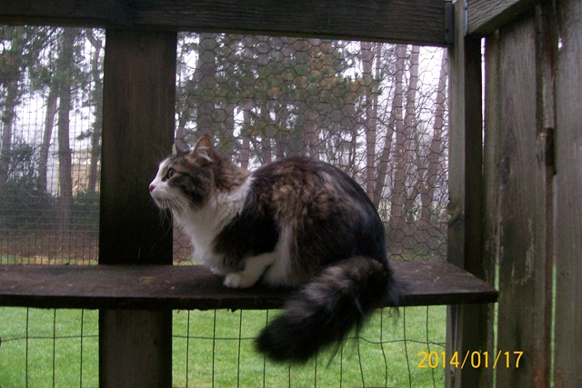 cat in catio