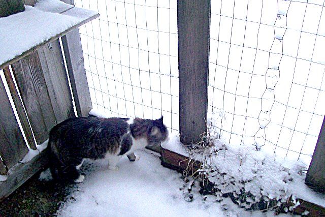 M_100_5521nsnowcat n