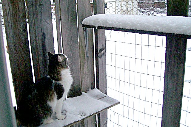 cat in catio in snow