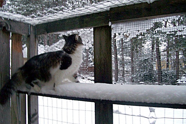 cat in snow in catio