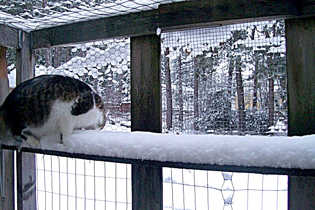 cat in catio in snow