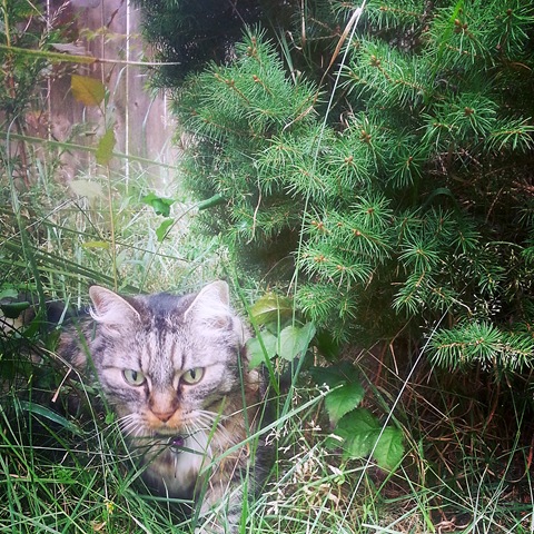 cat in grass