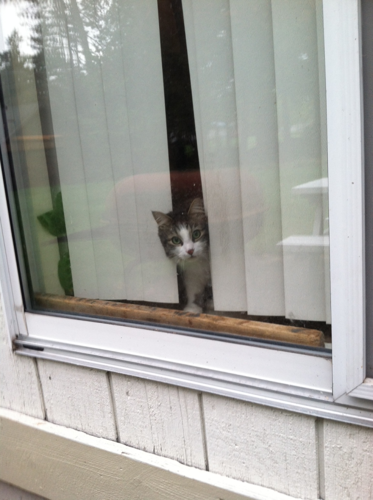 cat by door