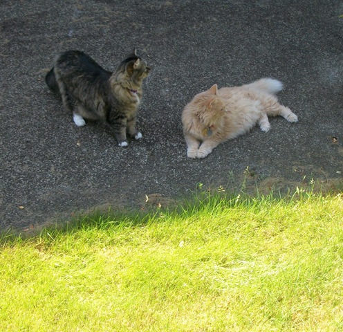 2 cats outside