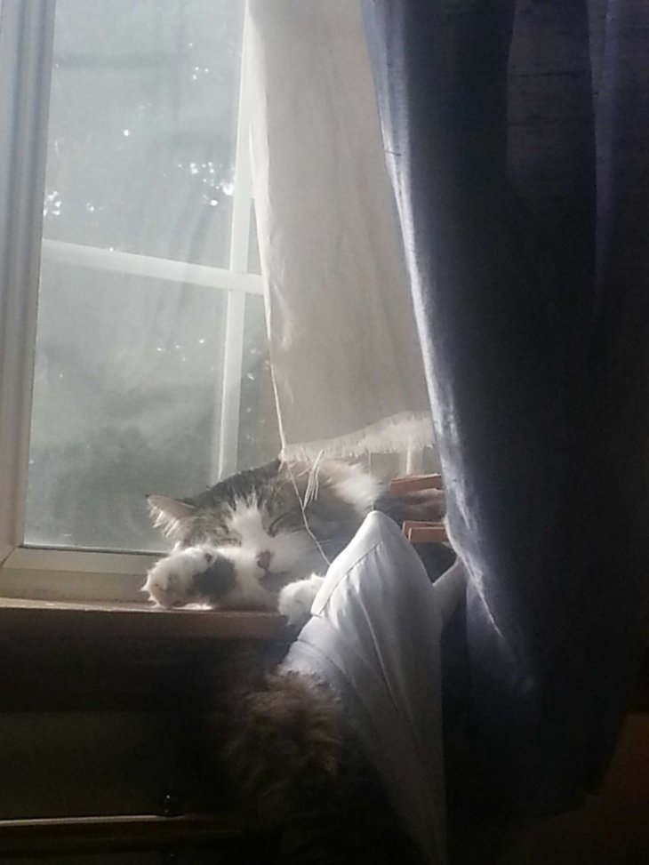cat on windowsill