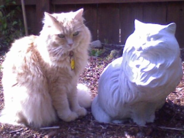 Marigold and stone cat
