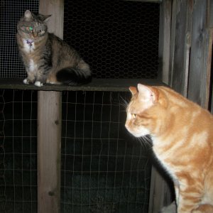 cats Scooby and Opie in catio