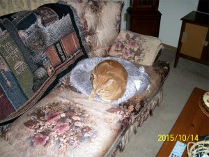 Scooby in catbed